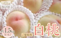 岡山市産 白桃 ご家庭用 約1.5kg 5~6玉 先行予約＜2025年7月上旬～8月下旬頃出荷＞