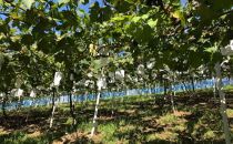 和歌山のピオーネ　約1.2kg(2～3房)&nbsp;※2025年8月下旬～9月下旬頃発送予定|&nbsp;先行予約&nbsp;ぶどう&nbsp;葡萄&nbsp;果物&nbsp;フルーツ&nbsp;甘い【MS101】