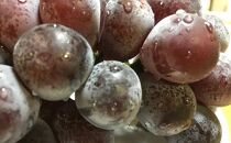 和歌山のピオーネ　約2.5kg(3～5房)&nbsp;※2025年8月下旬～9月下旬頃発送予定|&nbsp;先行予約&nbsp;ぶどう&nbsp;葡萄&nbsp;果物&nbsp;フルーツ&nbsp;甘い【MS102】