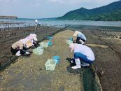 広島県 大野あさり 1kg