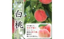 【令和7年産先行受付】山形県中山町産白桃秀品5kg※品種おまかせ 軟らかくなる桃　12玉～20玉　あかつき 川中島白桃 伊達白桃他