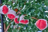 【2026年8月中旬発送】訳あり☆オリジナルブランド富士桃『訳あり』&nbsp;約2キロ&nbsp;河口湖で初の桃栽培！&nbsp;先行予約