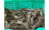 甲賀水晶えび&nbsp;200g&nbsp;×&nbsp;3パック