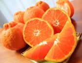 ［ご家庭用訳あり］紀州有田産不知火(しらぬひ) 約6kg［2026年2月中旬以降発送］［先行予約］［UT136w］