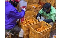 年内発送 完熟早生 有田みかん 特秀 M ～ SS サイズ 3kg 和歌山 南泰園