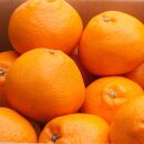 ［先行予約］厳選 はるみ7.5kg+250g（傷み補償分）［デコポンの姉妹品種・新食感春みかん］［光センサー選別］