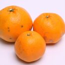 ［先行予約］家庭用&nbsp;はるみ1kg+250g（傷み補償分）［デコポンの姉妹品種・新食感春みかん］［わけあり・訳あり］