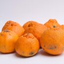 ［先行予約］家庭用&nbsp;不知火7.5kg+250g（傷み補償分）［デコポンと同品種・人気の春みかん］［わけあり・訳あり］