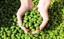 【井上誠耕園】～2025年初搾り～&nbsp;小豆島産手摘み緑果オリーブオイル&nbsp;(450g×2本)