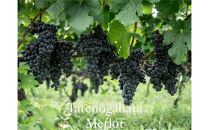 Domaine&nbsp;Beau&nbsp;テンドロップス　ジュース２本セット