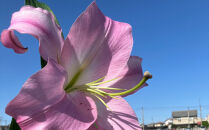 百合&nbsp;マスター（ピンク）20輪