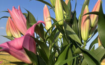 百合&nbsp;マスター（ピンク）20輪