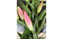 百合&nbsp;マスター（ピンク）20輪