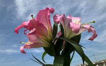 百合&nbsp;マスター（ピンク）30輪