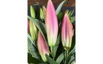 百合&nbsp;マスター（ピンク）30輪