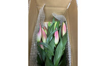 百合&nbsp;マスター（ピンク）30輪