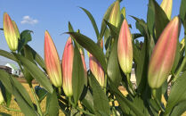 百合&nbsp;マスター（ピンク）30輪