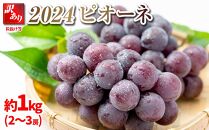 2024 ピオーネ【訳あり粒抜け等】約1キロ　2房～3房　長野県産  【2024産　順次発送】国際特許有機肥料栽培