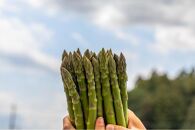 【先行予約】 天空のアスパラガス 「Standard」1ｋｇ 【２０２５年４～５月頃発送】