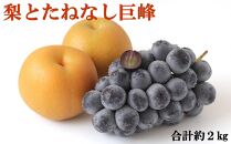 【数量限定】梨とたなねし巨峰の詰め合わせ 約2kg