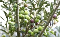 【井上誠耕園】～2025年搾りたて～&nbsp;小豆島産アルベキーナオリーブオイル&nbsp;(135g×1本)