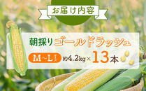 【26年先行予約】朝採り　とうもろこし　ゴールドラッシュ　約4.2kg（M～Lサイズ×&nbsp;13本）（2026年8月中旬から順次発送予定）【&nbsp;人気&nbsp;北海道産&nbsp;糖度&nbsp;生&nbsp;野菜&nbsp;スイートコーン&nbsp;産地直送&nbsp;バーベキュー&nbsp;BBQ&nbsp;コーン&nbsp;旬&nbsp;お取り寄せ&nbsp;旭川市&nbsp;北海道&nbsp;】_04658