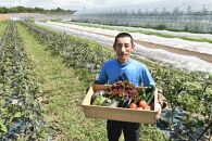 7・8月　計2回定期便　北海道産旬の無農薬栽培　野菜の詰め合わせ6～8種類 【 サニーレタス 水菜 チンゲンサイ さやえんどう スナップエンドウ さやいんげん ささぎ豆 春大根 ズッキーニ なす トマト きゅうり ししとう なんばん オクラ カボチャ じゃがいも にんじん 北海道産 無農薬栽培 野菜セット 季節の野菜 新鮮 お取り寄せ 野菜ボックス 安全 安心 野菜直送 人気 旭川市 】_04700