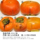 【 訳あり 】一心農園の富有柿  約6.5kg（24～30個）白箱入