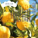 【そば屋のゆず胡椒】80g×10瓶 そば屋でリピーターが続出する秘伝の柚子胡椒（無添加・宮城県産）