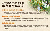 【年末発送指定】【12月25日～12月29日配送】みかん 山から直送 箱込 7.5kg ( 内容量約 6.8kg ) 鮮度優先ごろごろ規格 和歌山県産 産地直送 家庭用【みかんの会】