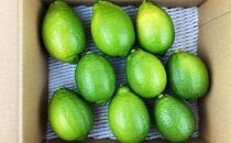 【お歳暮ギフト】【レモン島から贈る】安心の国産グリーンレモン1kg  | 産地直送 送料無料 フルーツ 防腐剤不使用 ノーワックス もりの農園