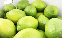 【お歳暮ギフト】レモン島から贈る安心の国産グリーンレモン約3kg | 産地直送 送料無料 フルーツ 防腐剤不使用 ノーワックス もりの農園
