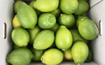【お歳暮ギフト】レモン島から贈る安心の国産グリーンレモン約3kg | 産地直送 送料無料 フルーツ 防腐剤不使用 ノーワックス もりの農園