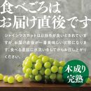 星乃シャインマスカット 岡山県産 1.3kg以上 2房