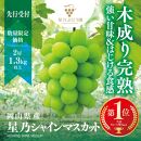 星乃シャインマスカット 岡山県産 1.3kg以上 2房