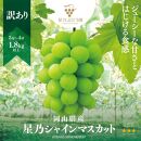 【訳あり】星乃シャインマスカット 岡山県産 1.8kg以上 3房〜4房