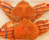 「訳あり」オオズワイガニボイル　2尾　合計約1.2kg