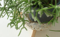 センダイフォルム&nbsp;プランツコースター&nbsp;ナチュラル【雑貨&nbsp;日用品&nbsp;観葉植物&nbsp;植物&nbsp;プランター&nbsp;植木鉢&nbsp;&nbsp;プラント&nbsp;人気&nbsp;仙台&nbsp;コースター&nbsp;&nbsp;インテリア&nbsp;生活雑貨&nbsp;癒し&nbsp;空間】