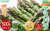【2026年先行予約】露地物朝採りアスパラ　鮮度保持フィルム入り　Lサイズ　500g×1(5月中旬発送開始予定)【&nbsp;アスパラ&nbsp;アスパラガス&nbsp;朝採り&nbsp;とれたて&nbsp;野菜&nbsp;旬&nbsp;小分け&nbsp;保存&nbsp;産直&nbsp;産地直送&nbsp;お取り寄せ&nbsp;旭川市&nbsp;北海道&nbsp;】_04750