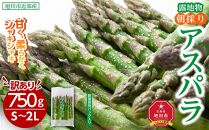 【2025年発送先行予約】【訳あり】露地物朝採りアスパラ 750g×1 　鮮度保持フィルム入り 【 アスパラ アスパラガス 朝採り とれたて 野菜 旬 小分け 保存 産直 産地直送 お取り寄せ 旭川市 北海道 】_04751