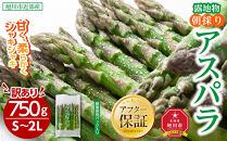 ◆2026年先行予約◆【訳あり】露地物朝採りアスパラ&nbsp;750g×1&nbsp;　鮮度保持フィルム入り(5月中旬発送開始予定)&nbsp;【&nbsp;アスパラ&nbsp;アスパラガス&nbsp;朝採り&nbsp;とれたて&nbsp;野菜&nbsp;旬&nbsp;小分け&nbsp;保存&nbsp;産直&nbsp;産地直送&nbsp;お取り寄せ&nbsp;旭川市&nbsp;北海道&nbsp;】_04751