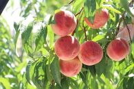 【2025年発送】大人気！夏の収穫白桃　約2kg