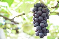【2025年発送】太陽燦々★スチューベン　約２kg
