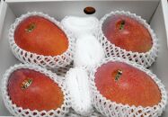 与論島産　島っ娘マンゴー（優品）2kg　4～6玉　糖度13度以上【先行予約：2026年7月上旬以降発送】| 果物 フルーツ マンゴー 2kg 人気 甘い おすすめ おすすめフルーツ 期間限定 鹿児島県 与論町