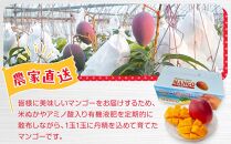 与論島産　島っ娘マンゴー（秀品）1kg　2～3玉　糖度13度以上【先行予約：2026年7月上旬以降発送】| 果物 フルーツ マンゴー 1kg 人気 甘い おすすめ おすすめフルーツ 期間限定 鹿児島県 与論町