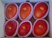 与論島産　島っ娘マンゴー（秀品）2kg　5～6玉　糖度13度以上【先行予約：2026年7月上旬以降発送】| 果物 フルーツ マンゴー 2kg 人気 甘い おすすめ おすすめフルーツ 期間限定 鹿児島県 与論町