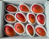 与論島産　島っ娘マンゴー（秀品）4kg　10～14玉入り　糖度13度以上【先行予約：2026年7月上旬以降発送】|&nbsp;果物&nbsp;フルーツ&nbsp;マンゴー&nbsp;4kg&nbsp;人気&nbsp;甘い&nbsp;おすすめ&nbsp;おすすめフルーツ&nbsp;期間限定&nbsp;鹿児島県&nbsp;与論町