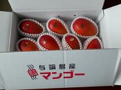 与論島産　島っ娘マンゴー（秀品）4kg　10～14玉入り　糖度13度以上【先行予約：2026年7月上旬以降発送】|&nbsp;果物&nbsp;フルーツ&nbsp;マンゴー&nbsp;4kg&nbsp;人気&nbsp;甘い&nbsp;おすすめ&nbsp;おすすめフルーツ&nbsp;期間限定&nbsp;鹿児島県&nbsp;与論町