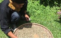 【定期便　全6回】最高級コーヒー&nbsp;コピルアク&nbsp;100g【中細挽き（サイフォン）】