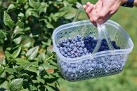 Fuji&nbsp;Berry&nbsp;ブルーベリーアイス食べ比べセット（小）